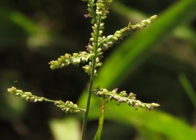 If we do not have a picture for this weed, or you can provide a better picture (scan, digital camera etc) please please e-mail it to us.