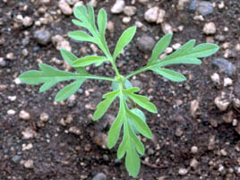 If we do not have a picture for this weed, or you can provide a better picture (scan, digital camera etc) please please e-mail it to us.