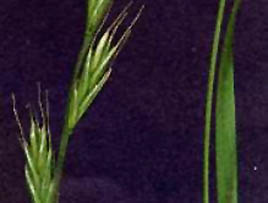 If we do not have a picture for this weed, or you can provide a better picture (scan, digital camera etc) please please e-mail it to us.