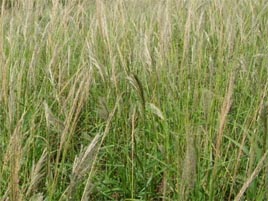 If we do not have a picture for this weed, or you can provide a better picture (scan, digital camera etc) please please e-mail it to us.