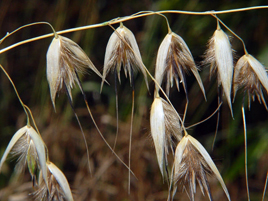 If we do not have a picture for this weed, or you can provide a better picture (scan, digital camera etc) please please e-mail it to us.