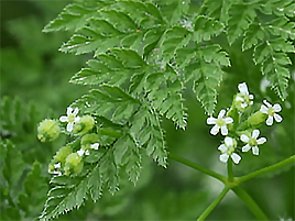 If we do not have a picture for this weed, or you can provide a better picture (scan, digital camera etc) please please e-mail it to us.