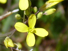 If we do not have a picture for this weed, or you can provide a better picture (scan, digital camera etc) please please e-mail it to us.